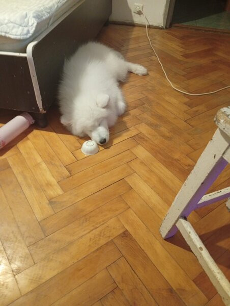Samoyed 5 luni, cuminte.