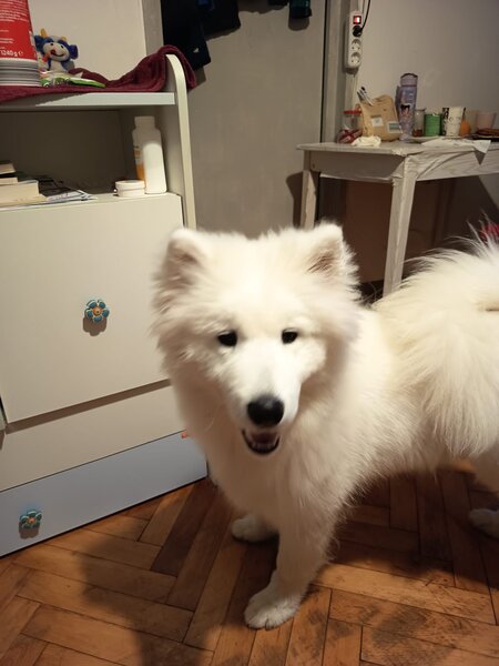 Samoyed 5 luni, cuminte.