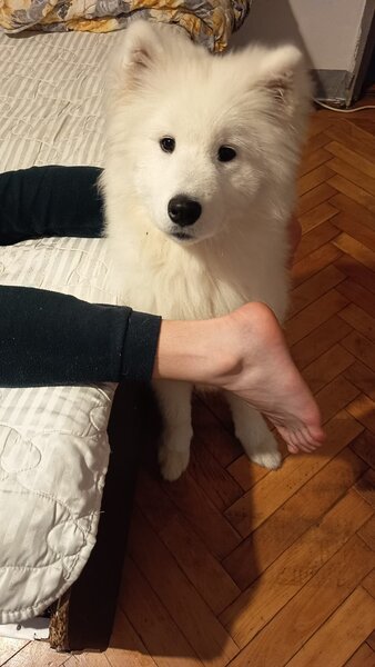 Samoyed 5 luni, cuminte.