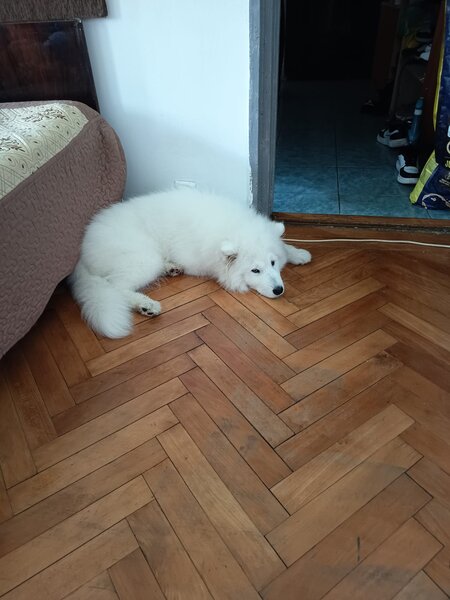 Samoyed 5 luni, cuminte.