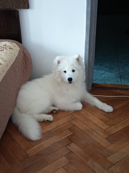 Samoyed 5 luni, cuminte.
