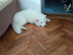 Samoyed 5 luni, cuminte