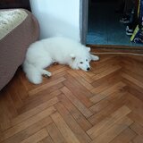Samoyed 5 luni, cuminte