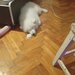 Samoyed 5 luni, cuminte.
