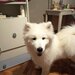 Samoyed 5 luni, cuminte.