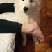 Samoyed 5 luni, cuminte.