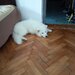 Samoyed 5 luni, cuminte.