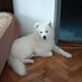 Samoyed 5 luni, cuminte.
